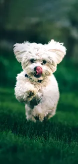 Fluffy white puppy joyfully runs on lush green grass.