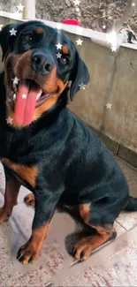 Joyful Rottweiler with tongue out and stars around on a sunny day.