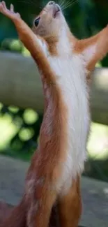 Squirrel joyfully raising arms on wooden walkway.