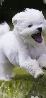 Fluffy white puppy joyfully running on grass.