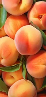 Close-up of ripe peaches with green leaves.