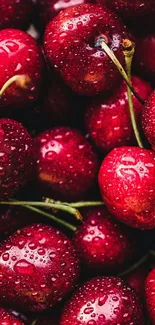 Juicy red cherries with water droplets on display.