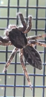 Close-up of a jumping spider on a grid backdrop, showcasing intricate details.