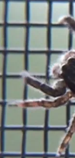 Jumping spider close-up on grid wallpaper.