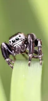 Jumping spider on a green leaf, close-up view.