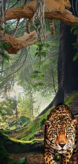 Leopards resting and prowling in lush jungle forest wallpaper.