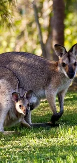 Kangaroo with joey in lush green landscape, perfect mobile wallpaper.