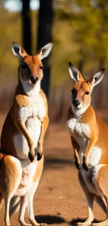 Two kangaroos standing in the Australian outback, framed by trees.