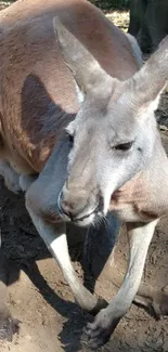 A kangaroo stands in a sunlit forest setting, with natural earthy colors.