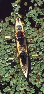 Kayakers paddling through green lily pads.