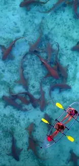 Aerial view of a kayak floating above a group of sharks in blue ocean water.