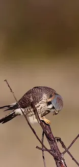 Kestrel perched on a branch against a blurred background.