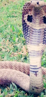 King Cobra Ecoregion Bird Live Wallpaper