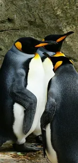 King penguins huddle together on rocky terrain.