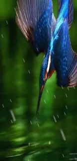 Dynamic kingfisher diving against a green background.