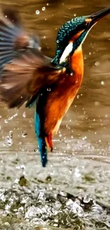 Kingfisher bird soaring above water surface.