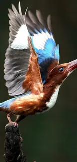 Kingfisher bird in flight with vibrant blue and brown colors.