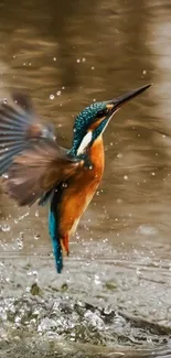 Kingfisher bird rises from water with splashes in a vibrant nature scene.