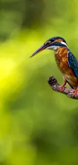 Kingfisher perched on branch, green background.