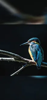 Kingfisher perched on a branch against a dark background.