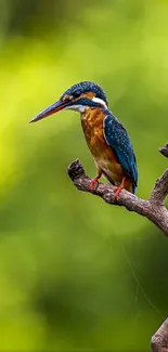 Kingfisher perched on a branch with a green blurred background.