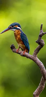 Kingfisher perched on a branch with a green background.