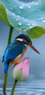 Kingfisher on a pink lotus with green leaves.