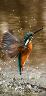 Kingfisher taking flight from water with splashes on a serene pond.