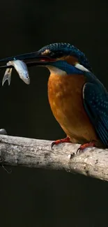 Kingfisher perched with fish on branch, vibrant nature scene.