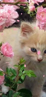 Adorable kitten surrounded by pink roses.