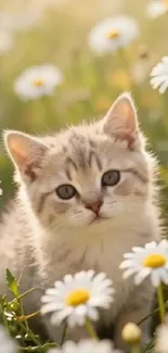 Cute kitten seated among daisies outdoors.