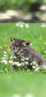 Kitten playing in a green meadow with daisy flowers.