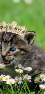 Cute kitten with crown in a field of daisies, surrounded by green grass.