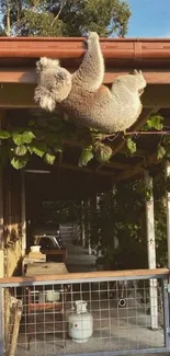 Koala hangs on a roof amidst greenery, enjoying nature.