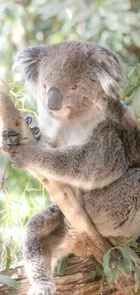 Koala peacefully perched on a tree in a lush, green forest setting.