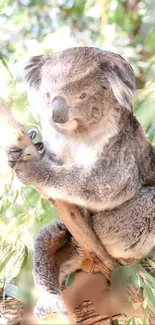 Koala sitting in a sunlit eucalyptus tree with green leaves.