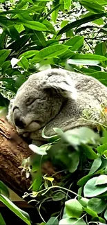 Tranquil koala sleeping on lush green leaves, a peaceful nature scene.