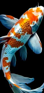Colorful koi fish swimming on a black background.