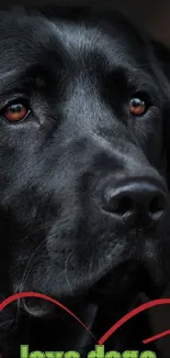 Close-up of a black Labrador Retriever with a heart overlay on the wallpaper.