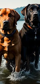 Two Labrador Retrievers standing in a mountain lake with a serene backdrop.