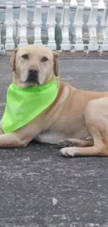 Labrador wearing a neon green scarf outdoors.