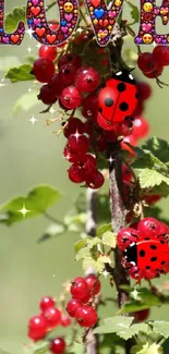 Ladybirds on redcurrants with love text background.