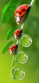 Ladybugs holding leaves over water drops on a vibrant green background.