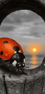 Ladybug on wood with ocean sunset.