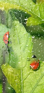 Ladybugs crawling on rainy green leaves wallpaper.