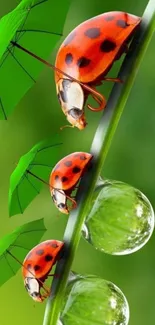 Ladybugs on green stem with rain droplets, vibrant nature wallpaper.