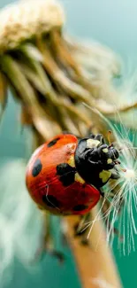 Close-up of a ladybug on a dandelion with a green background.