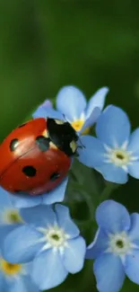 Ladybug perched on delicate blue flowers against a green background.