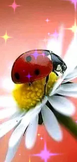 Red ladybug on white daisy with orange backdrop.