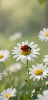 Ladybug on a daisy with a blurred green background.